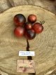 Tomate  Shadow Boxing Rounded 10 graines TessGruun