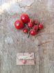 Tomate Siberian Superior Cherry 10 graines TessGruun