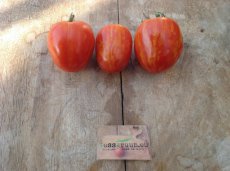 Tomate Slivovidnij Polosatij 10 graines TessGruun