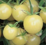 Tomate Cerise Blanche White Cherry 10 graines TessGruun
