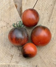 Tomato Wooly Blue Jay 10 seeds TessGruun