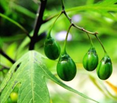 ZTOTKKAAPSOLA Kangoeroe appel Solanum laciniatum 10 zaden TessGruun