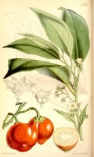 Tomate Canibal Solanum Uporo 5 semillas TessGruun