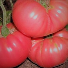 Tomate Gigant Rozovyi 10 graines TessGruun