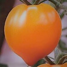 Tomato Zolotoye Serdtse / Heart of Gold 10 seeds TessGruun