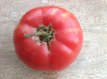 Tomato 1884 Purple 10 seeds TessGruun