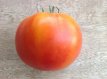 ZTOTGABLI Tomate Abraham Lincoln 10 semillas TessGruun