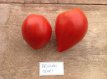 Tomate Belgian Heart 10 graines TessGruun