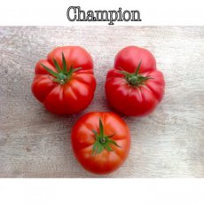 Tomate Champion 10 graines TessGruun