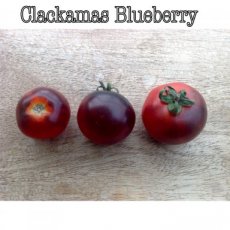 Tomate Clackamas Blueberry 10 graines TessGruun