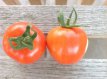 Tomate Durmitor 10 semillas TessGruun