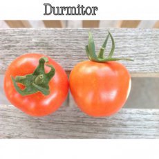 Tomate Durmitor 10 semillas TessGruun