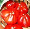 Tomato 100 Pudov 10 seeds TessGruun