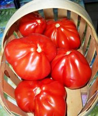 Tomate 100 Pudov 10 graines TessGruun