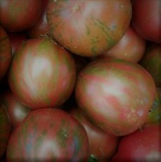 Tomate Pink Saphire 5 graines TessGruun