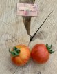 Tomate Avuri 5 samen