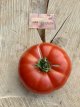 Tomate Costoluto di Chivasso/Chivassa 10 graines