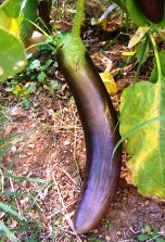 Eggplant Long Purple 15 seeds ORGANIC TessGruun