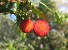 ZVRTGARUN Arbutus Unedo / Strawberry Tree – 10 seeds TessGruun