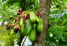 Averrhoa Bilimbi / Cucumber Tree / Árbol Bilimbi (árbol frutal tropical) – 4 semillas TessGruun