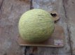 ZVRTGHON Melon Honeydew 10 graines TessGruun