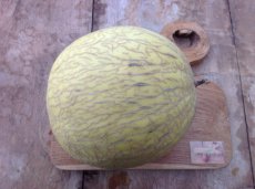 ZVRTGHON Melon Honeydew 10 graines TessGruun