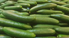 Concombre ‘Long Green Improved – 10 graines TessGruun