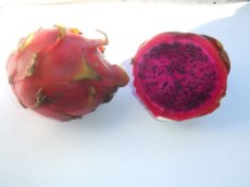 ZVRTKDRAPIT Fruit du dragon rouge Pitahaya Hylocereus polyrhizus 5 graines TessGruun