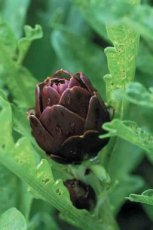ZVRTPARVIDICH Artichoke Violetta di Chioggia 10 seeds TessGruun