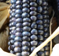 ZVRTPBLHO Corn Blue Hopi 10 seeds Organic TessGruun