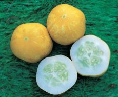 Pepino Limón de Cristal / Crystal Lemon 10 semillas TessGruun