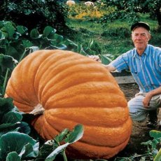 Pumpkin Dills Atlantic Giant 5 seeds Tessgruun