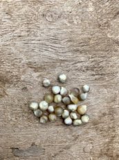 Maiz Popcorn Green Pearl Grunperl 10 semillas