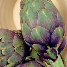 ZVRTSVIDEPR Artichoke Violet de Provence  10 seeds TessGruun
