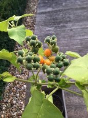 ZVRTYTADW5 Tamarillo Dwerg Cyphomandra Solanum Abutiloides  Tropische Boomtomaat 5 zaden TessGruun