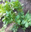 TPS True Potato Seeds (Solanum Tuberosum) +- 25 graines TessGruun
