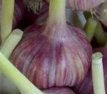 ZWKTNTEVI Knoflook Tess Violet (Allium Sativum) 15 zaden TessGruun