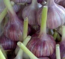 ZWKTNTEVI Garlic Tess Violet (Allium Sativum) 15 seeds TessGruun