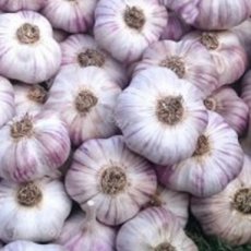 ZWKTNTEDU Garlic Tess La Duchesse (Allium Sativum) 15 seeds TessGruun