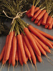 Carrot Amsterdam Forcing TessGruun