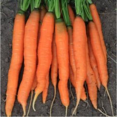 Carrot Amsterdam Forcing ORGANIC TessGruun