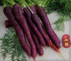 ZWKTPPURSUN Carrot Purple Sun F1 TessGruun