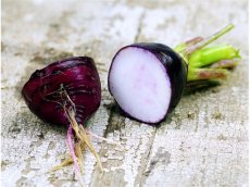 Radish Purple Plum (1.6g = +/- 150 seeds) TessGruun