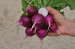 Radish Purple Plum 150 ORGANIC seeds TessGruun