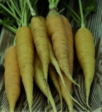 Summer carrot Wurzel 'Jaune du Doubs'  TessGruun