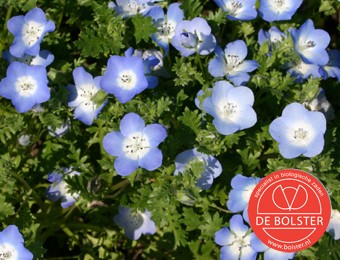 Nemophila Insignis Menziesii Bio De Bolster 5690 Tessgruun Zaden Planten