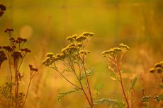 Bestrijdingsmiddelen