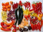 Les Piments et les Poivrons