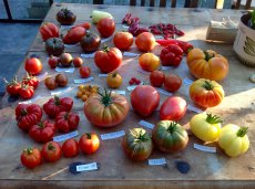 Les Tomates