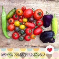ZTOTGGIDEVE Tomate Giallo del Vesusvio 10 semillas